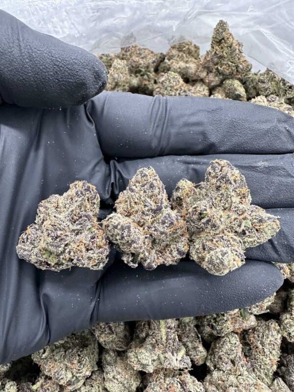 Indica vs. Sativa vs. Hybrid