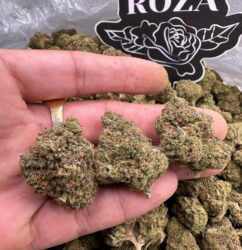 Bubblegum Fanta indoors