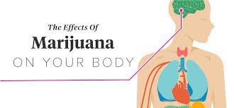 Cannabis Side Effects