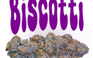 Biscotti strain